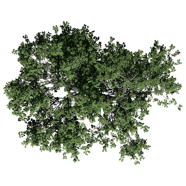 Boom Geïsoleerd Witte Achtergrond Bovenaanzicht Green Ash Tree — Stockfoto