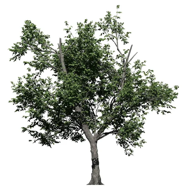 Elszigetelt Fehér Háttér Első Nézet Zöld Ash Tree — Stock Fotó