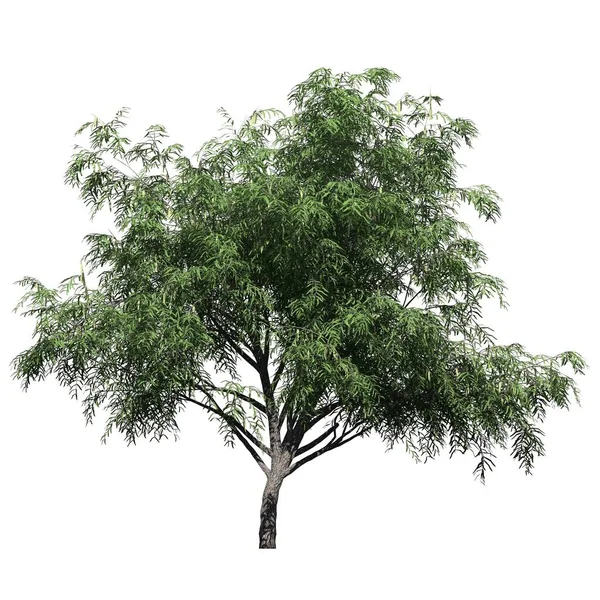 Árvore Isolada Vista Frontal Fundo Branco Mel Mesquite Tree — Fotografia de Stock