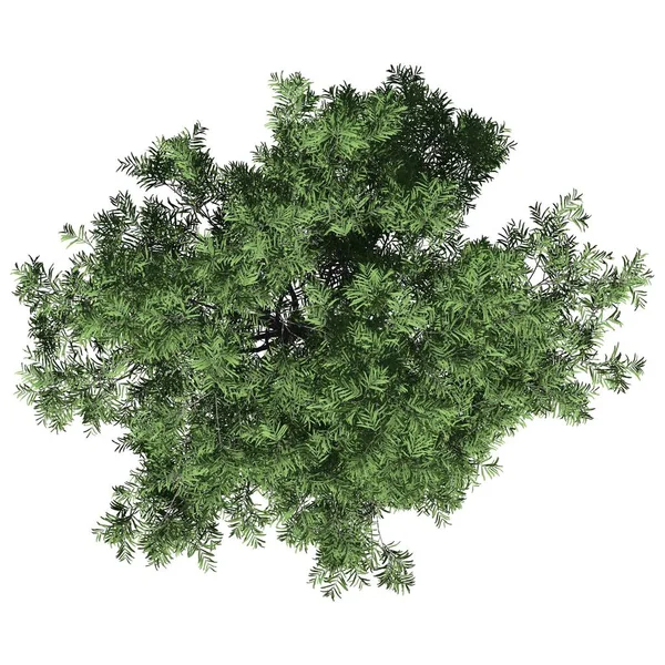 Strom Izolované Bílém Pozadí Horní Pohled Honey Mesquite Tree — Stock fotografie
