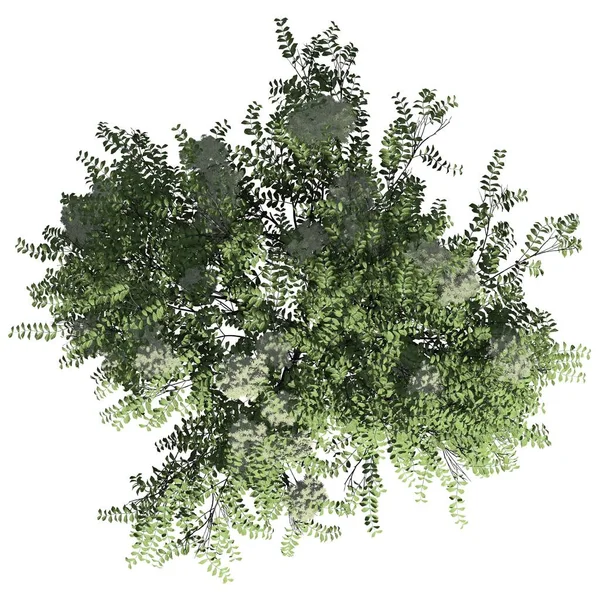 Boom Geïsoleerd Witte Achtergrond Bovenaanzicht Japanese Angelica Tree — Stockfoto