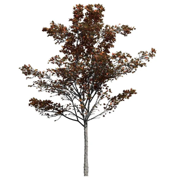 Baum Isoliert Auf Weißem Hintergrund Vorderansicht Japanese Maple Tree — Stockfoto