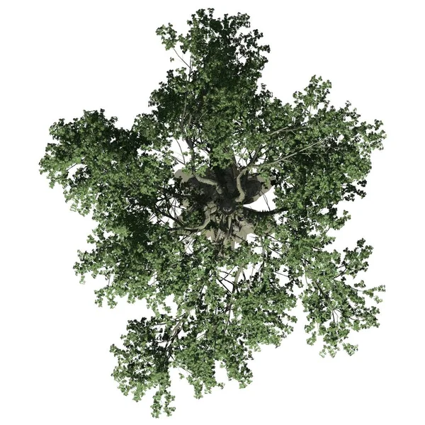Árbol Aislado Sobre Fondo Blanco Vista Superior Kapok Tree —  Fotos de Stock