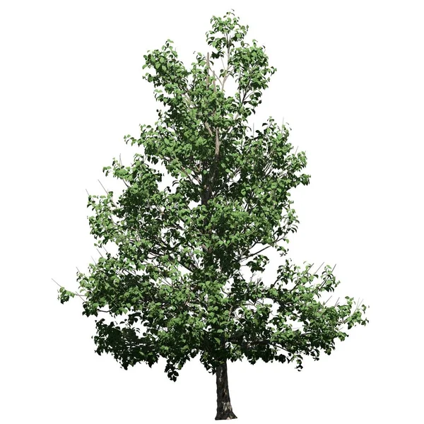 Árvore Isolada Vista Frontal Fundo Branco Korean Stewartia Tree — Fotografia de Stock