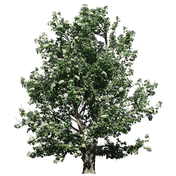 Arbre Isolé Sur Fond Blanc Vue Face Korean Stewartia Tree — Photo