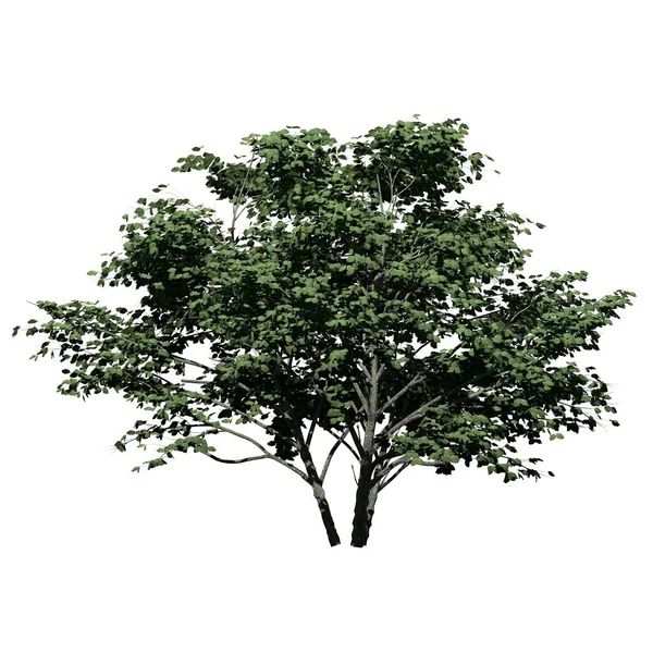 Albero Isolato Sfondo Bianco Vista Frontale Kousa Dogwood Tree — Foto Stock