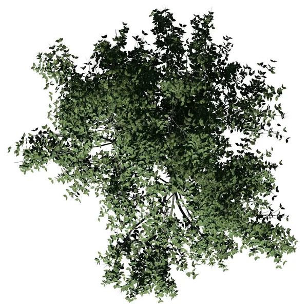 Strom Izolované Bílém Pozadí Horní Pohled Kousa Dogwood Tree — Stock fotografie