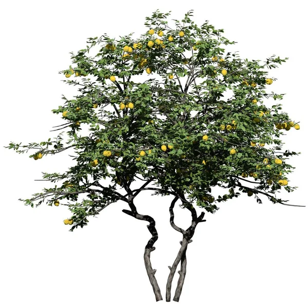Boom Geïsoleerd Witte Achtergrond Vooraanzicht Lemon Tree — Stockfoto