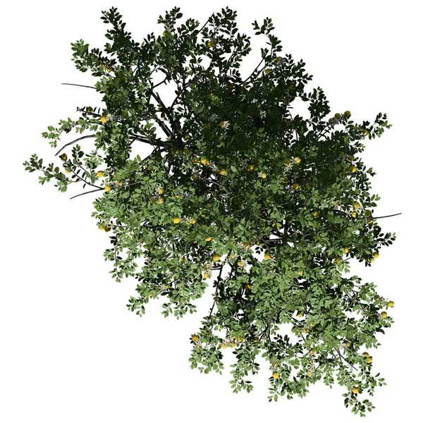 Strom Izolované Bílém Pozadí Horní Pohled Lemon Tree — Stock fotografie