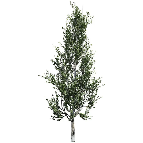 白い背景の正面ビューに隔離された木 ロンバルディアポプラの木 — ストック写真