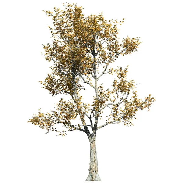 Дерево Изолировано Белом Фоне London Plane Tree — стоковое фото