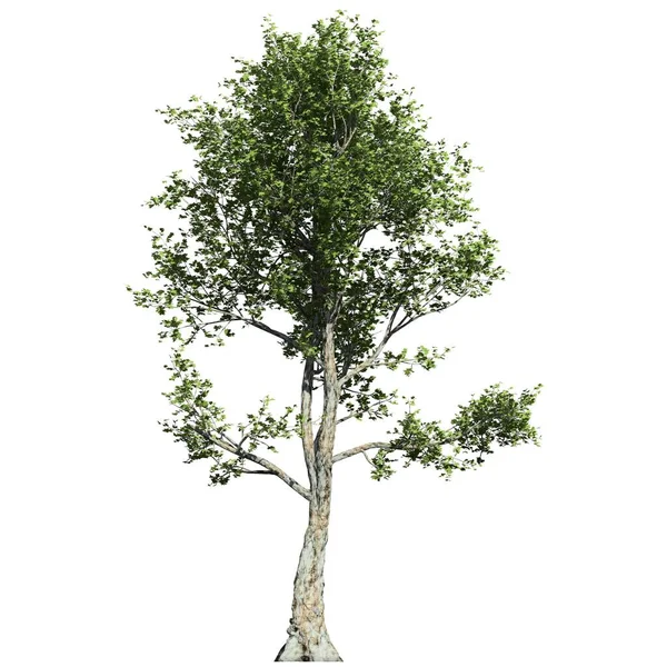 Strom Izolovaný Bílém Pozadí Pohled Zepředu London Plane Tree — Stock fotografie