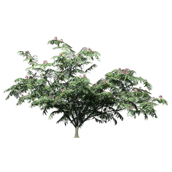 Beyaz arkaplan görünümünde izole edilmiş ağaç - Mimosa Ağacı