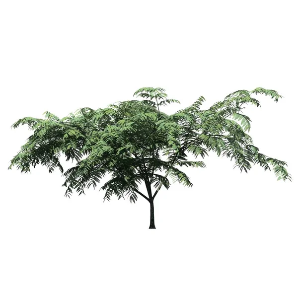 Árbol Aislado Sobre Fondo Blanco Mimosa Tree —  Fotos de Stock