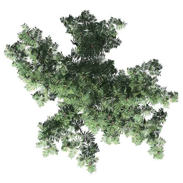 Beyaz arkaplan görünümünde izole edilmiş ağaç - Mimosa Ağacı