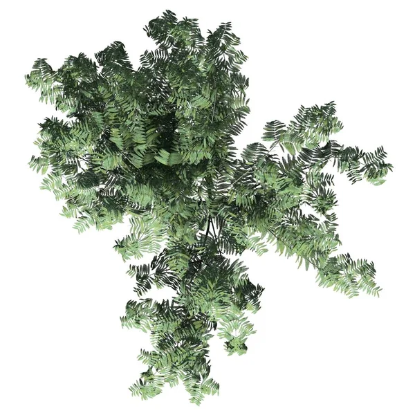 Beyaz arkaplan görünümünde izole edilmiş ağaç - Mimosa Ağacı