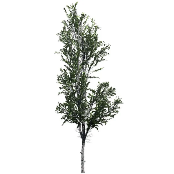 Elszigetelt Fehér Háttér Első Nézet Mountain Maple Tree — Stock Fotó
