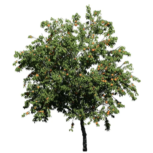 Drzewo Izolowane Białym Tle Widok Przodu Peach Tree — Zdjęcie stockowe