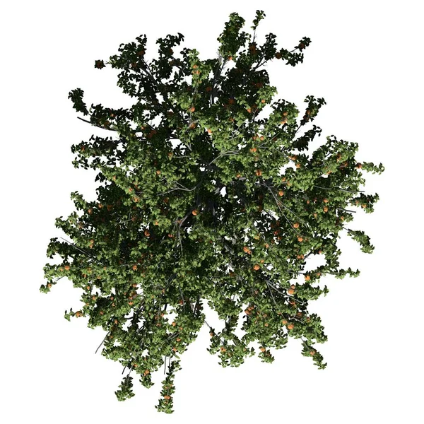 Beyaz arkaplanda izole edilmiş ağaç - Şeftali Ağacı