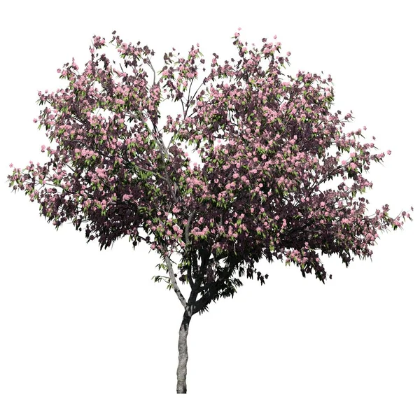 Baum Isoliert Auf Weißem Hintergrund Vorderansicht Peach Tree — Stockfoto