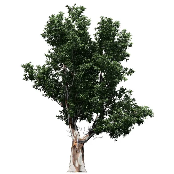 Δέντρο Απομονωμένο Λευκό Φόντο Μπροστινή Όψη Red Gum Tree — Φωτογραφία Αρχείου