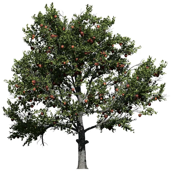 Baum Isoliert Auf Weißem Hintergrund Vorderansicht Apfelbaum — Stockfoto