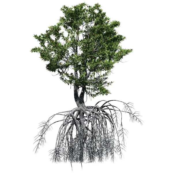 Beyaz arkaplanda izole edilmiş ağaç - Kırmızı Mangrove Ağacı