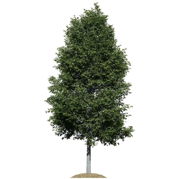 白い背景の正面ビューに隔離された木 Oak Tree — ストック写真