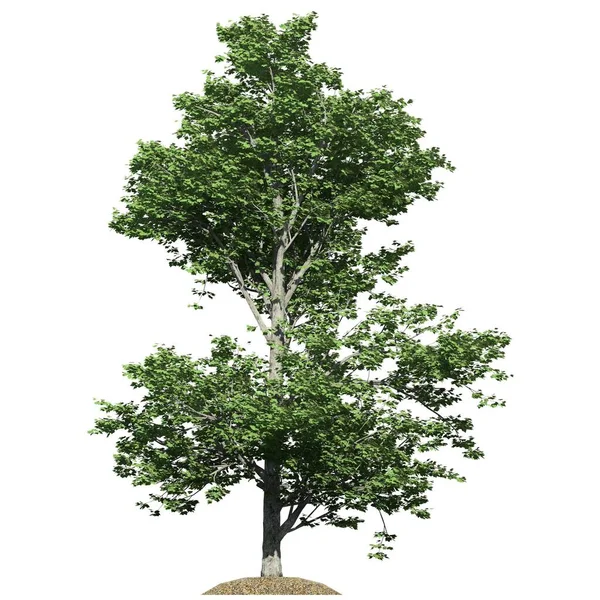 Δέντρο Απομονωμένο Λευκό Φόντο Red Maple Tree — Φωτογραφία Αρχείου