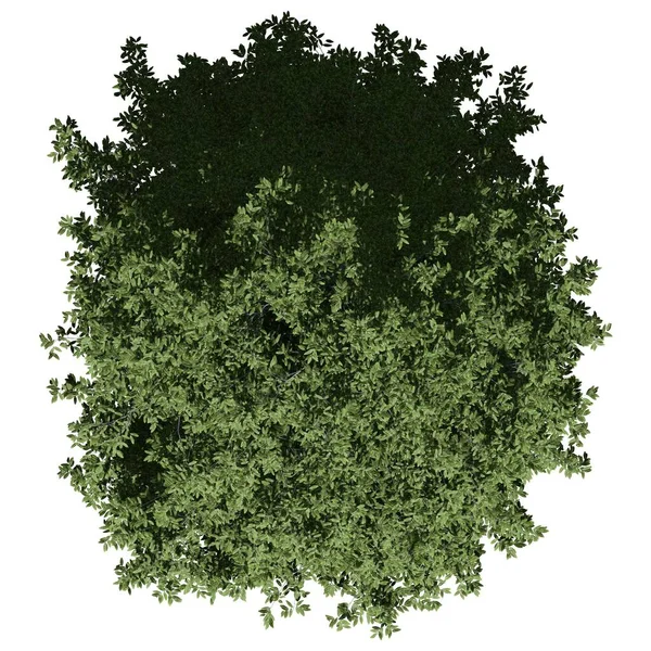 Beyaz Arkaplanda Izole Edilmiş Ağaç Meşe Ağacı — Stok fotoğraf
