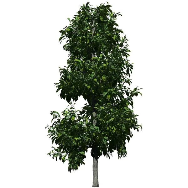 Árbol Aislado Sobre Fondo Blanco Vista Frontal Sourwood Tree — Foto de Stock