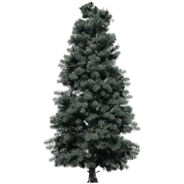 Strom Izolované Bílém Pozadí Pohled Zepředu Blue Spruce Tree — Stock fotografie