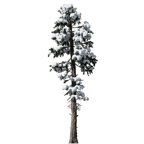 Elszigetelt Fehér Háttér Első Nézet Douglas Fir Tree — Stock Fotó