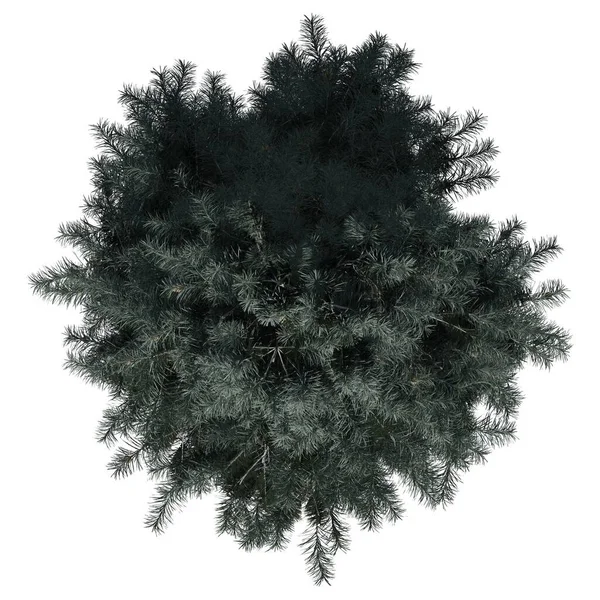 Δέντρο Απομονωμένο Λευκό Φόντο Blue Spruce Tree — Φωτογραφία Αρχείου