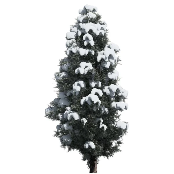 Boom Geïsoleerd Witte Achtergrond Vooraanzicht Eastern Red Cedar Tree — Stockfoto