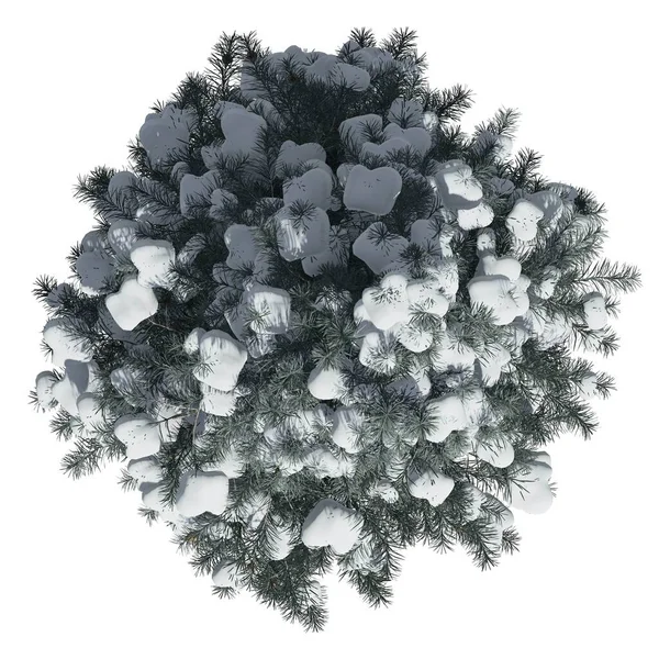 Beyaz arkaplanda izole edilmiş ağaç - Mavi Çam Ağacı