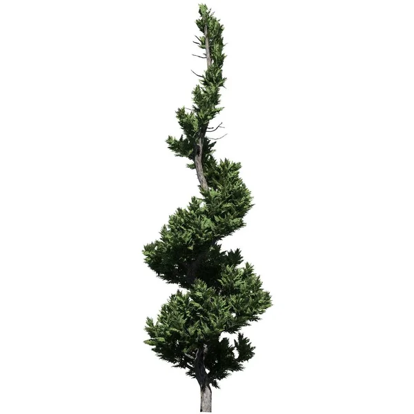 白い背景の正面ビューに隔離された木 Hollywood Juniper Topiary — ストック写真