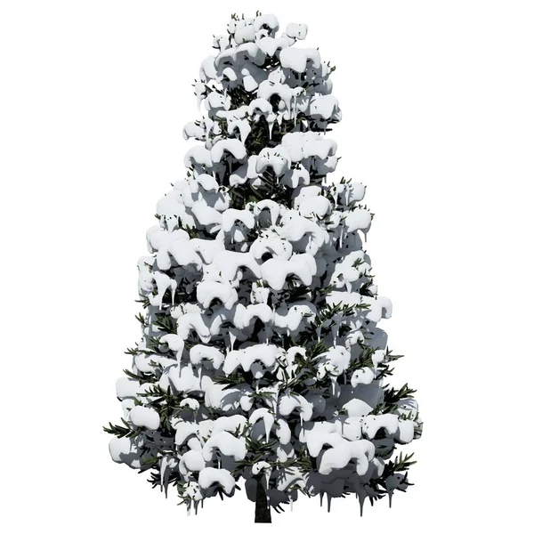 Δέντρο Απομονωμένο Λευκό Φόντο Fraser Fir Tree — Φωτογραφία Αρχείου
