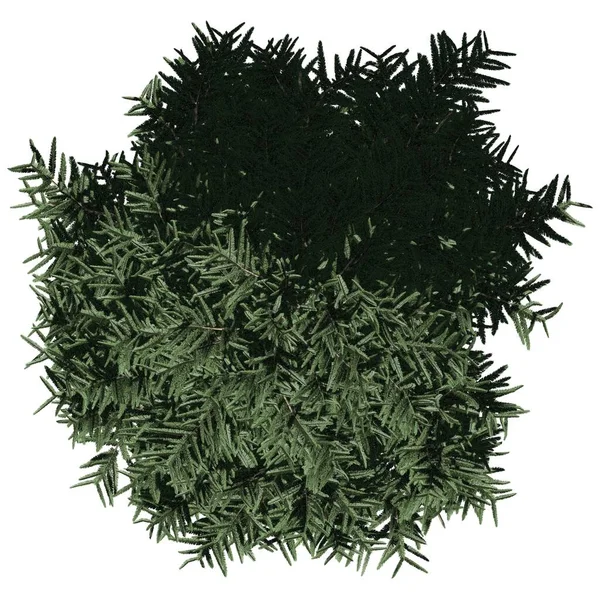 Beyaz arkaplanda izole edilmiş ağaç - Fraser firavun ağacı