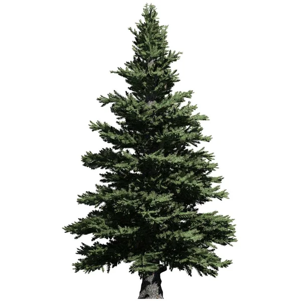 Boom Geïsoleerd Witte Achtergrond Vooraanzicht Norway Spruce Tree — Stockfoto