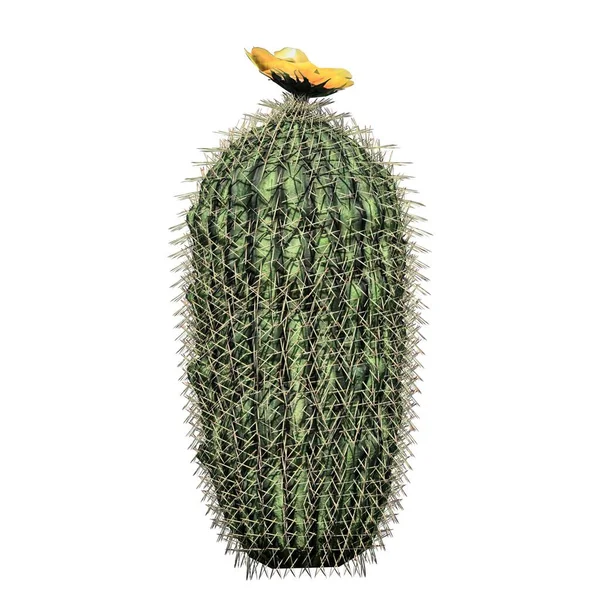 Kaktüs beyaz arka plan görünümünde izole edilmiştir - Fıçı Kaktüsü