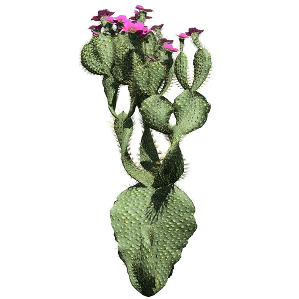 Kaktüs beyaz arka plan görünümünde izole edilmiştir - Kunduz Kuyruklu Kaktüs