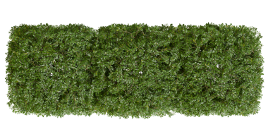 Coronilla Valentina Bush Fabrikası - Üst Manzara