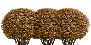 Çizim Yaupon Holly Çalı Bitkisi Küre Şeklinde - Ön Görünüm