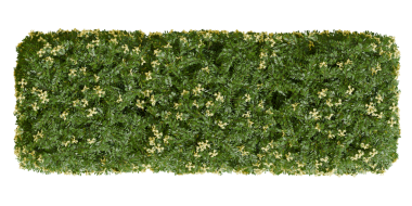 Sarı Çiçekli Doğrusal Coronilla Valentina Bush Bitkisi - Üst Görünüm