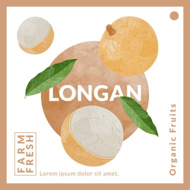 Longan Fruit packaging design templates, watercolour style vector illustration.