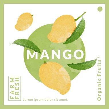 Mango packaging design templates, watercolour style vector illustration.