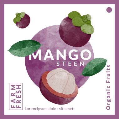 Mangosteen packaging design templates, watercolour style vector illustration.