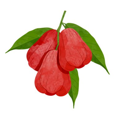 Gül elması, meyve tasarım elementleri. suluboya biçim vektör illüstrasyonu.