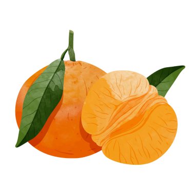 Mandarin portakal tasarımı elementleri. suluboya biçim vektör illüstrasyonu.